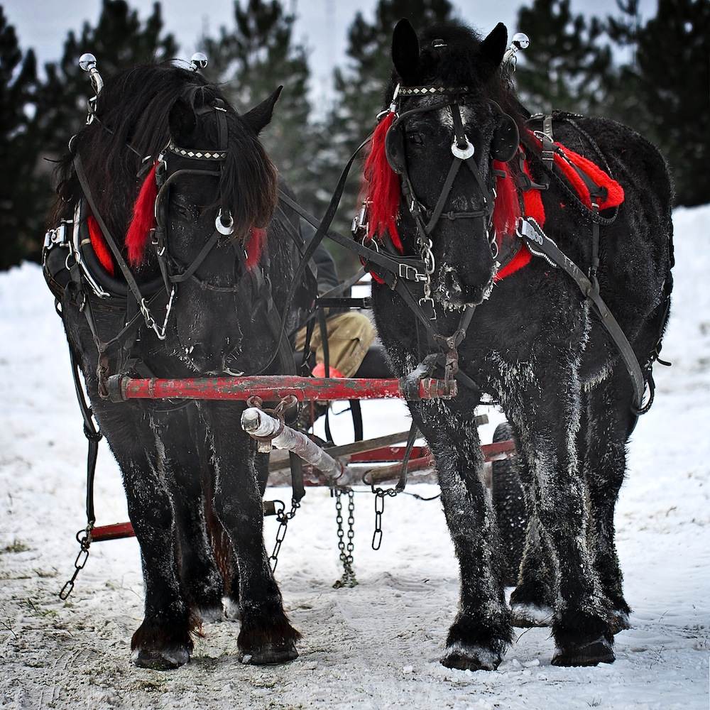 A horse logging team at work in Wisconsin